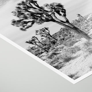 Joshua Tree