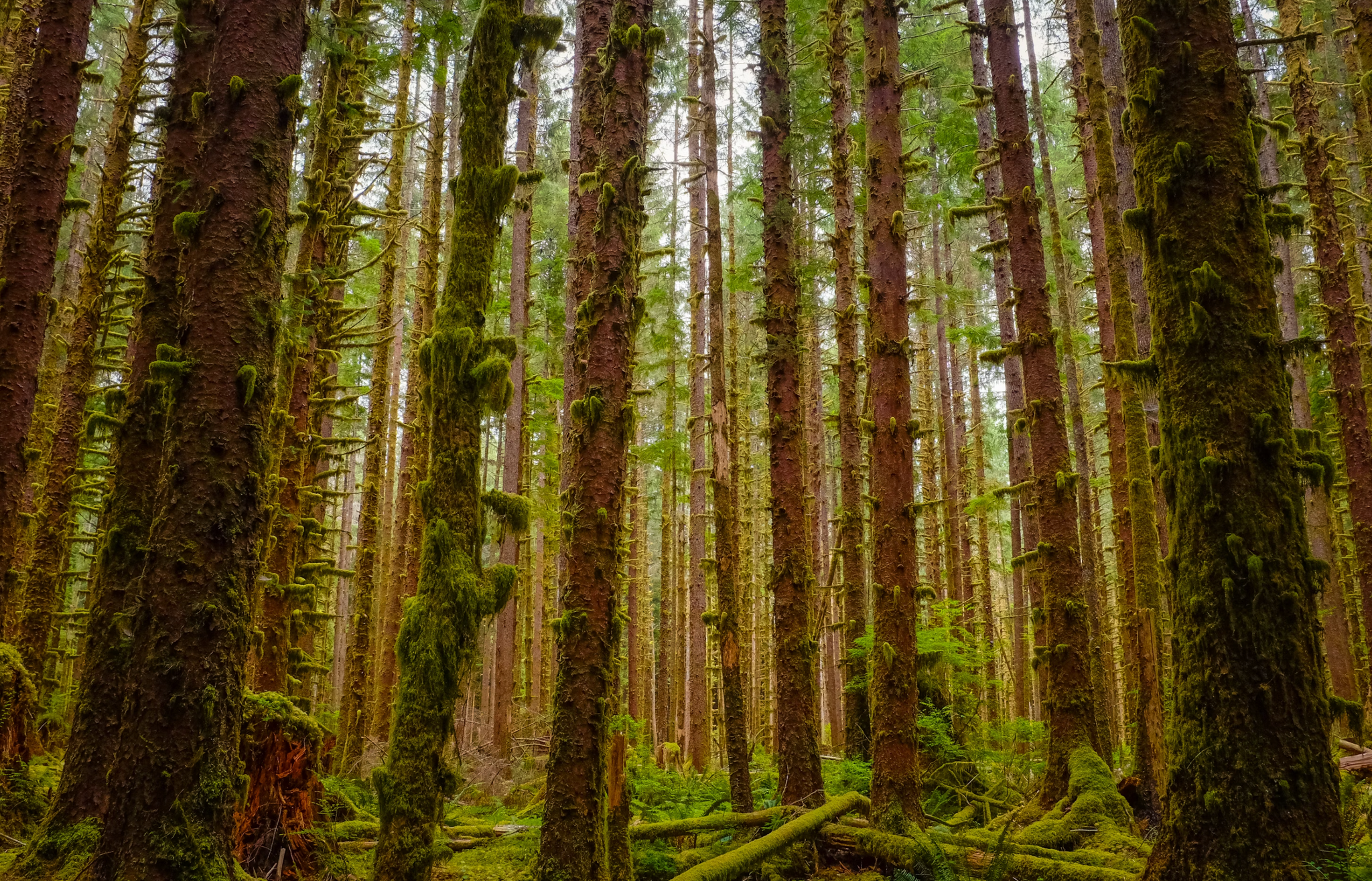 Top 10 Trails To Hike At Olympic National Park